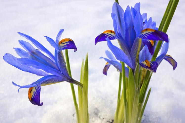 Iris 'Gordon', Dwarf Iris 'Gordon', Iris reticulata 'Gordon', Iris reticulata, Dwarf iris, Early spring Iris,Purple flowers, Purple iris,Blue flowers, Blue iris