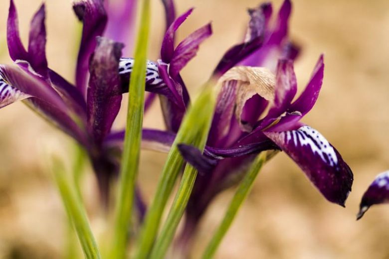 Iris 'J.S. Dijt', Dwarf Iris 'J.S. Dijt', Iris reticulata 'J.S. Dijt', Iris reticulata, Dwarf iris, Early spring Iris,Purple flowers, Purple iris