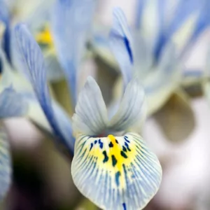 Iris 'Katharine Hodgkin', Dwarf Iris 'Katharine Hodgkin', Iris reticulata 'Katharine Hodgkin', Iris reticulata, Dwarf iris, Early spring Iris, Blue flowers, Blue iris