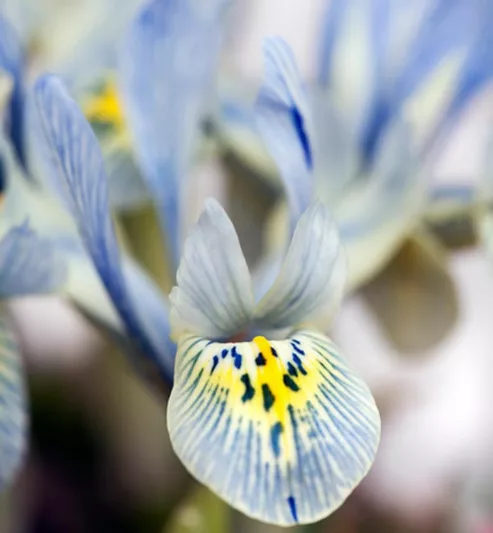Iris 'Katharine Hodgkin', Dwarf Iris 'Katharine Hodgkin', Iris reticulata 'Katharine Hodgkin', Iris reticulata, Dwarf iris, Early spring Iris, Blue flowers, Blue iris