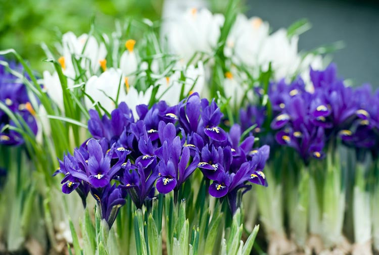 Iris 'Pixie', Dwarf Iris 'Pixie', Iris reticulata 'Pixie', Iris reticulata, Dwarf iris, Early spring Iris,Purple flowers, Purple iris,Blue flowers, Blue iris