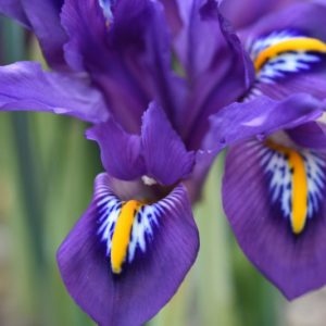 Iris 'Scent Sational', Dwarf Iris 'Scent Sational', Iris reticulata 'Scent Sational', Iris reticulata, Dwarf iris, Early spring Iris,Purple flowers, Purple iris