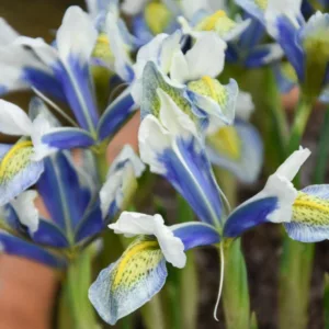 Iris 'Sea Breeze', Dwarf Iris 'Sea Breeze', Iris reticulata 'Sea Breeze', Iris reticulata, Dwarf iris, Early spring Iris,White flowers, White iris,Blue flowers, Blue iris