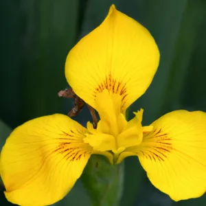 Iris pseudacorus, Yellow Iris, Yellow Flag, Water Flag Iris, Daggers, Flagon, Jacob's Sword, Water Skegs, Yellow Feur-de-Lis, Iris for Ponds, Perennial for wet soil, Perennial for poorly drained soils, Yellow Flowers
