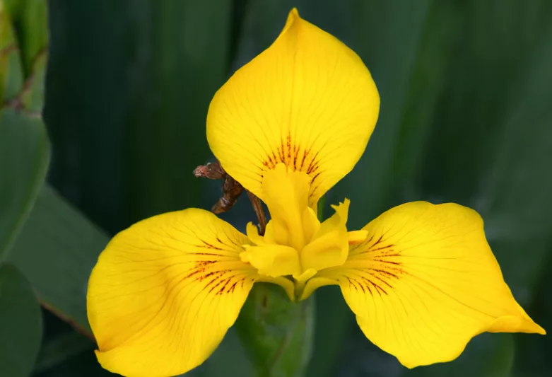 Iris pseudacorus, Yellow Iris, Yellow Flag, Water Flag Iris, Daggers, Flagon, Jacob's Sword, Water Skegs, Yellow Feur-de-Lis, Iris for Ponds, Perennial for wet soil, Perennial for poorly drained soils, Yellow Flowers