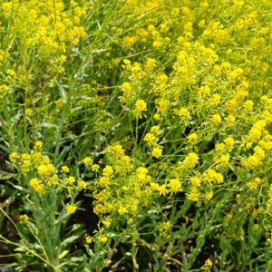 Isatis tinctoria,Dyers Woad, Drought tolerant perennials, Yellow perennial flowers, Woad, Dyer's Weed