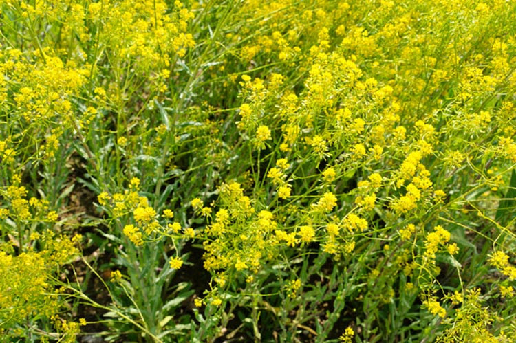 Isatis tinctoria,Dyers Woad, Drought tolerant perennials, Yellow perennial flowers, Woad, Dyer's Weed