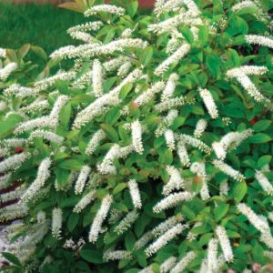Itea virginica Little Henry®, Virginia Sweetspire Little Henry®, Sweet Spire Little Henry®, Tassel-White Little Henry®, Virginia Willow Little Henry®, Virginian Willow Little Henry®, Itea virginica 'Sprich'
