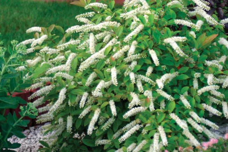Itea virginica Little Henry®, Virginia Sweetspire Little Henry®, Sweet Spire Little Henry®, Tassel-White Little Henry®, Virginia Willow Little Henry®, Virginian Willow Little Henry®, Itea virginica 'Sprich'