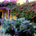 Echium, Bougainvillea