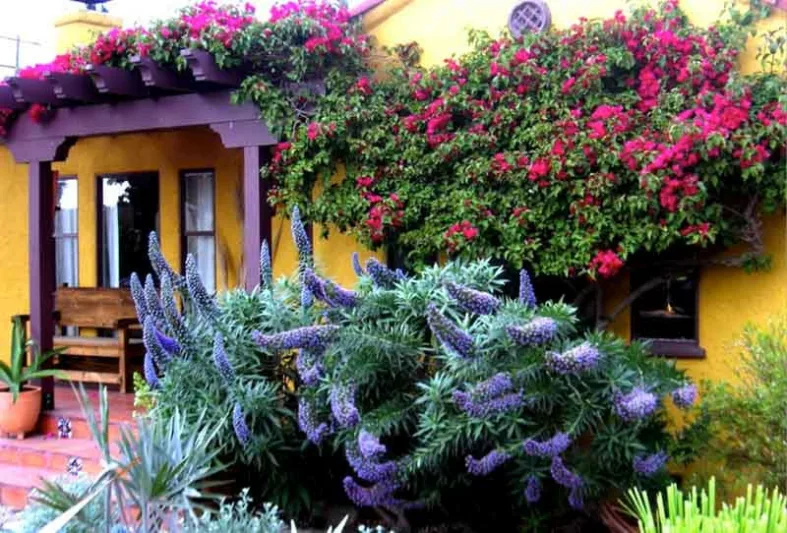 Echium, Bougainvillea