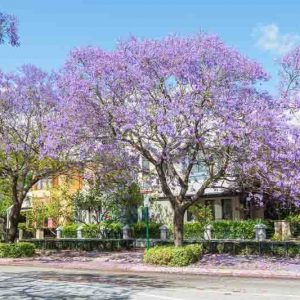 Jacaranda mimosifolia, Black Poui, Green Ebony Tree, Blue Jacaranda, Jacaranda Tree, Sharp-Leaf Jacaranda, Mediterranean Tree, Blue flowers