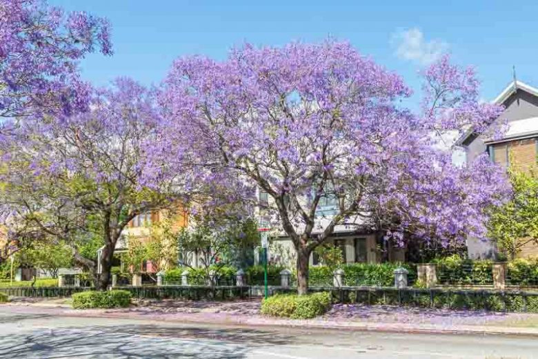 Jacaranda mimosifolia, Black Poui, Green Ebony Tree, Blue Jacaranda, Jacaranda Tree, Sharp-Leaf Jacaranda, Mediterranean Tree, Blue flowers