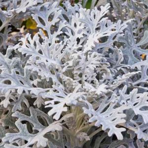 Jacobaea maritima, Dusty Miller, Silver Ragwort, Senecio bicolor subsp. cineraria, Senecio cineraria, Senecio maritimus, Cineraria maritima, Othonna maritima, Gray Perennial