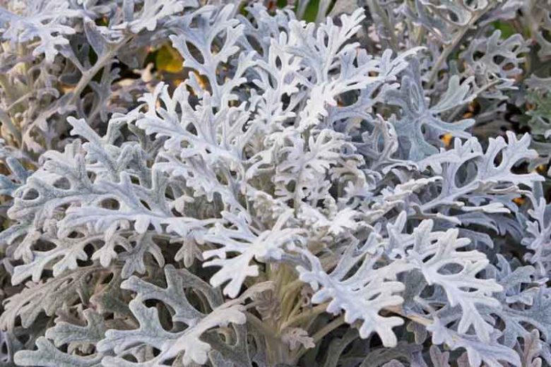 Jacobaea maritima, Dusty Miller, Silver Ragwort, Senecio bicolor subsp. cineraria, Senecio cineraria, Senecio maritimus, Cineraria maritima, Othonna maritima, Gray Perennial