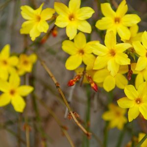 Jasminum Nudiflorum, Winter Jasmine, Winter-Flowered Jasmine, Jasminum sieboldianum,Fragrant Vine, Fragrant Shrub, Yellow Jasmine, Yellow Flowers