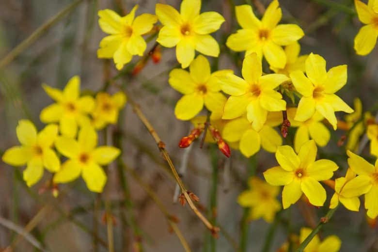 Jasminum Nudiflorum, Winter Jasmine, Winter-Flowered Jasmine, Jasminum sieboldianum,Fragrant Vine, Fragrant Shrub, Yellow Jasmine, Yellow Flowers