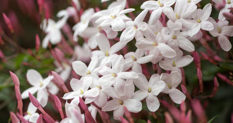 Jasminum Polyanthum, Pink Jasmine, White Jasmine, Many-Flowered Jasmine, Jasminum blinii,Fragrant Vine, Fragrant Shrub, Evergreen Vine, evergreen shrub, White Flowers