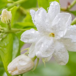 Jasminum Sambac, Arabian Jasmine, Mohle Flower, White-Flowered Indian Jasmine, Zambac, Sampa Gita,Fragrant Vine, Fragrant Shrub, Evergreen Vine, evergreen shrub, White Flowers