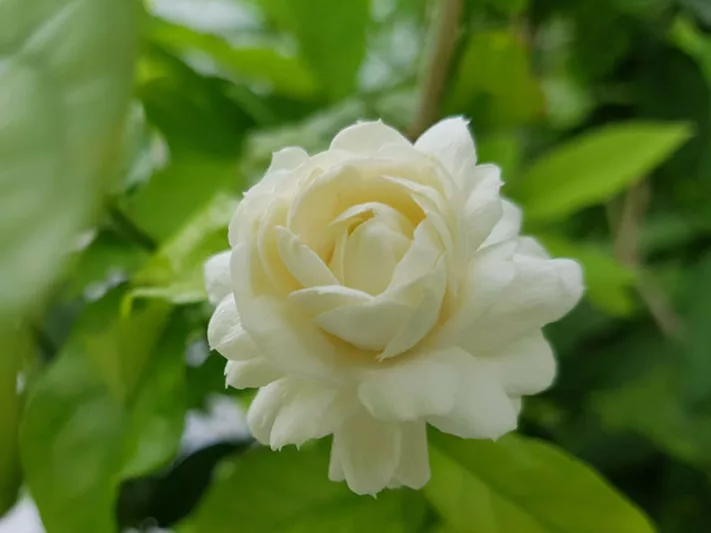 Jasminum Sambac Grand Duke of Tuscany, Arabian Jasmine Grand Duke of Tuscany, Mohle Flower Grand Duke of Tuscany, Zambac Grand Duke of Tuscany, Sampa Gita Grand Duke of Tuscany,Fragrant Vine, Fragrant Shrub, Evergreen Vine, evergreen shrub, White Flowers