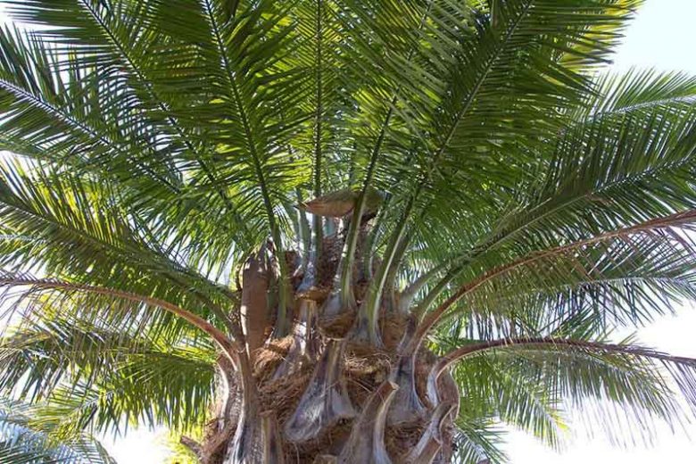 Jubaea chilensis, Chilean Wine Palm, Chilean Coquito Palm, Coquito, Honey Palm, Little Cokernut Palm, Palm Honey Tree, Drought tolerant tree, Palm Tree