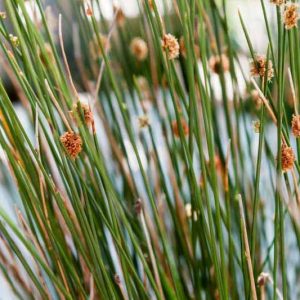 Juncus patens, California Gray Rush, Ornamental Grass, Perennial Grass, Drought tolerant grass
