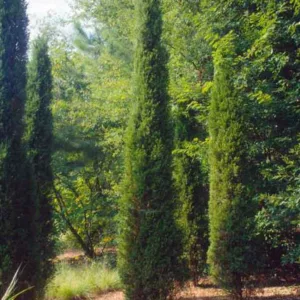 Juniperus chinensis 'Spartan', Chinese Juniper Spartan, Evergreen Shrub, Evergreen Tree