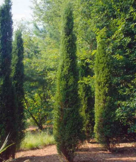 Juniperus chinensis 'Spartan', Chinese Juniper Spartan, Evergreen Shrub, Evergreen Tree