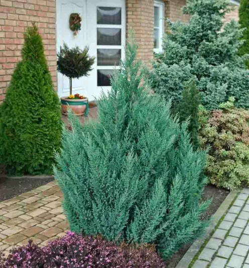 Juniperus chinensis 'Stricta', Chinese Juniper Stricta, Evergreen Shrub, Evergreen Tree