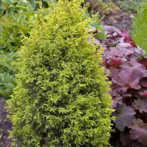 Juniperus communis 'Gold Cone', Common Juniper 'Gold Cone', Juniper 'Gold Cone', Evergreen Shrub, Evergreen Tree, Golden conifer, Golden shrub
