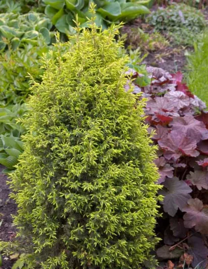 Juniperus communis 'Gold Cone', Common Juniper 'Gold Cone', Juniper 'Gold Cone', Evergreen Shrub, Evergreen Tree, Golden conifer, Golden shrub