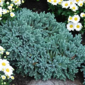 Juniperus squamata 'Blue Star', Flaky Juniper 'Blue Star', Singleseed Juniper 'Blue Star', Evergreen Shrub, Dwarf evergreen shrub, Blue shrub