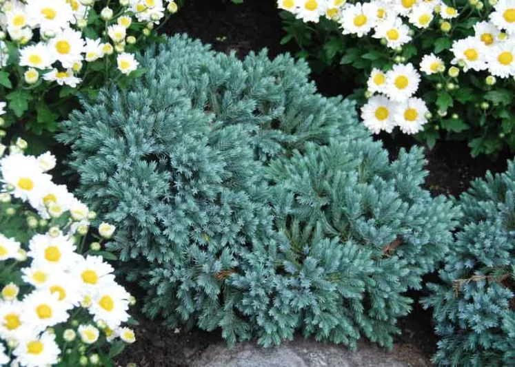Juniperus squamata 'Blue Star', Flaky Juniper 'Blue Star', Singleseed Juniper 'Blue Star', Evergreen Shrub, Dwarf evergreen shrub, Blue shrub