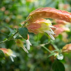 Justicia brandegeeana, Shrimp Plant, Brazilian Shower Plant, Caterpillars, False Hop, Fountain Plant, Lobster Plant, Mexican Shrimp Plant, Shrimp Bush, Flowering Shrub, Red Flowers, Pink Flowers