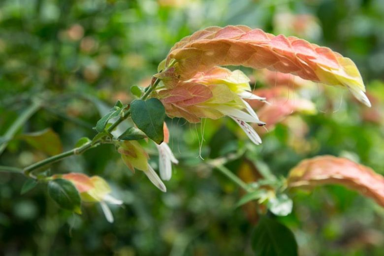 Justicia brandegeeana, Shrimp Plant, Brazilian Shower Plant, Caterpillars, False Hop, Fountain Plant, Lobster Plant, Mexican Shrimp Plant, Shrimp Bush, Flowering Shrub, Red Flowers, Pink Flowers