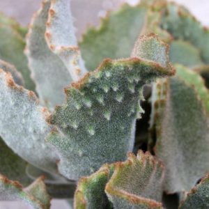 Kalanchoe beharensis 'Fang', Felt Plant, Felt Bush, Velvet Leaf Kalanchoe, Stalactite Plant 'Fang', succulent plant, Drought tolerant plant