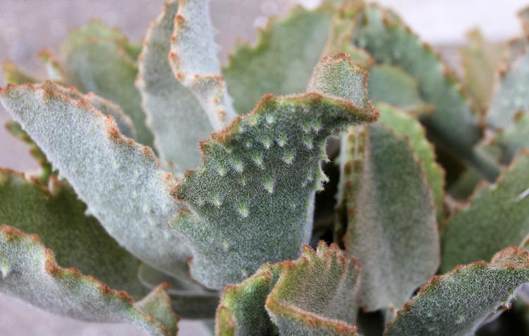 Kalanchoe beharensis 'Fang', Felt Plant, Felt Bush, Velvet Leaf Kalanchoe, Stalactite Plant 'Fang', succulent plant, Drought tolerant plant