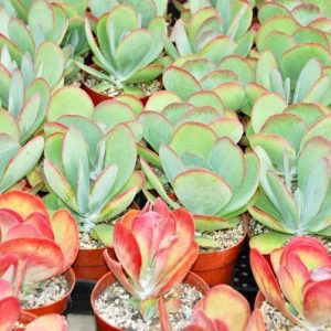Kalanchoe luciae, Paddle Plant, Flapjacks, Red Pancakes, Desert Cabbage, succulent plant