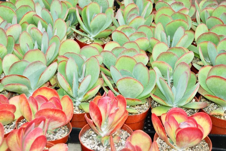 Kalanchoe luciae, Paddle Plant, Flapjacks, Red Pancakes, Desert Cabbage, succulent plant