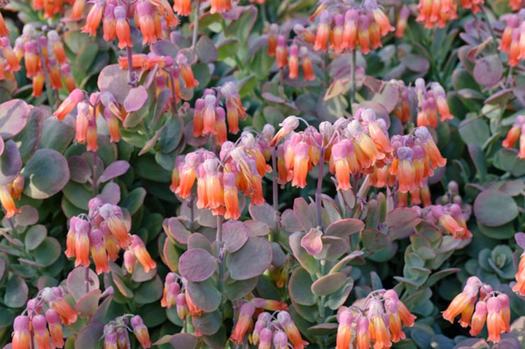 Kalanchoe marnieriana, Marnier's Kalanchoe, Bryophyllum marnierianum, succulent plant, Pink flowers, Drought tolerant plant, succulent