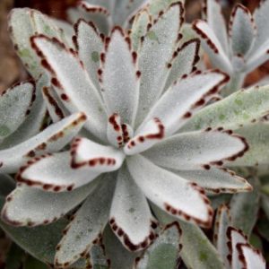 Kalanchoe tomentosa, Panda Plant, Pussy Ears, Chocolate Soldier, succulent plant, Drought tolerant plant