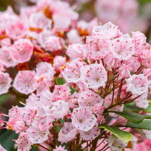 Kalmia Latifolia, Mountain Laurel, Calico Bush, Spoonwood Tree, Flowering shrub, evergreen shrub, pink flowers