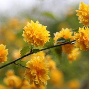 Kerria japonica 'Pleniflora', Japanese Kerria, Bachelor's Buttons, Double-Flowered Japanese Rose, Japanese Rose 'Pleniflora', Jew's Mallow, Kerria japonica 'Flore Pleno', Kerria japonica 'Plena', flowering shrub, yellow flowers