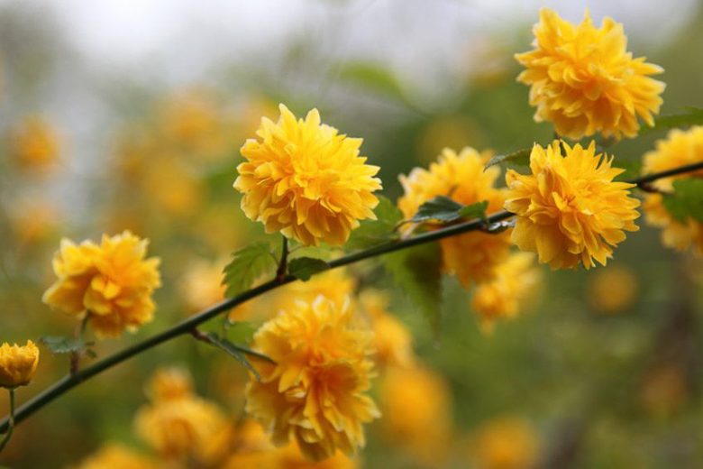 Kerria japonica 'Pleniflora', Japanese Kerria, Bachelor's Buttons, Double-Flowered Japanese Rose, Japanese Rose 'Pleniflora', Jew's Mallow, Kerria japonica 'Flore Pleno', Kerria japonica 'Plena', flowering shrub, yellow flowers