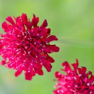 Knautia macedonica, Macedonian Scabious, perennial plant, perennial plants, red flowers, magenta flowers, Crimson Scabious,Scabiosa rumelica
