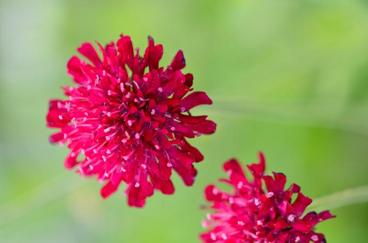 Knautia macedonica, Macedonian Scabious, perennial plant, perennial plants, red flowers, magenta flowers, Crimson Scabious,Scabiosa rumelica