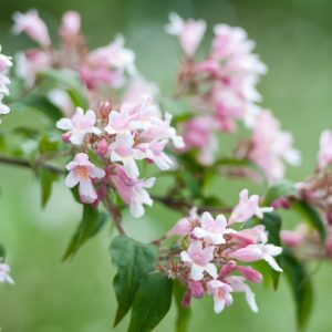 Kolkwitzia amabilis, Beauty Bush, Pink Flowers, Drought Tolerant shrub