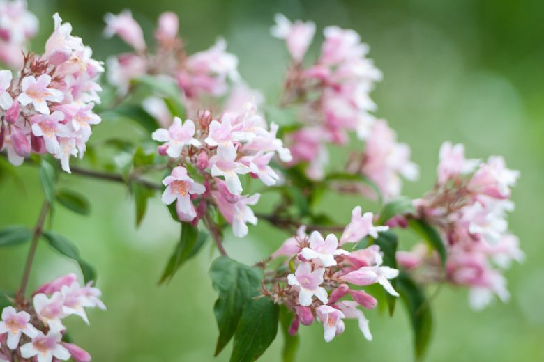 Kolkwitzia amabilis, Beauty Bush, Pink Flowers, Drought Tolerant shrub