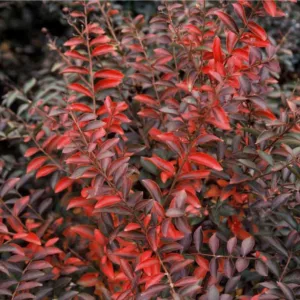 Lagerstroemia 'Cherry Dazzle', Crape Myrtle 'Cherry Dazzle', Crapemyrtle 'Cherry Dazzle', Shrub, Red Flowers, Red Crape Myrtle, Dwarf Crape Myrtles