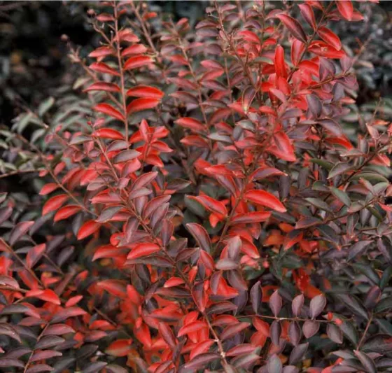 Lagerstroemia 'Cherry Dazzle', Crape Myrtle 'Cherry Dazzle', Crapemyrtle 'Cherry Dazzle', Shrub, Red Flowers, Red Crape Myrtle, Dwarf Crape Myrtles